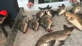 Улов карпа на 22 кг на большом водоёме