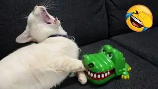 Silliest CATS on Earth Act Like Comedians 😂 Funny Cat Videos 2025