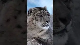 #снежныйбарс #snowleopards #snowleopard