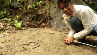 Introducción a Micrurus mipartitus