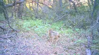Wolf-Like Coyote O'Neill Regional Park!