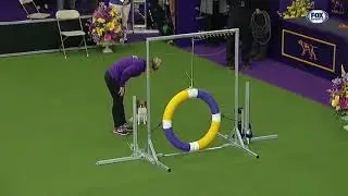 2019  Masters Agility Championship | FOX SPORTS
