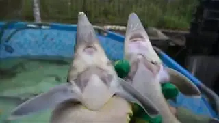 How to distinguish a sterlet from a bester. (Release the fish back into the pond).