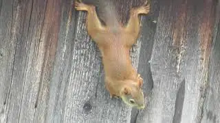 Белочка пришла в гости/The squirrel came to visit