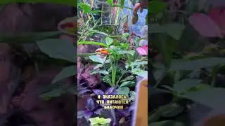 Чем питаются бабочки