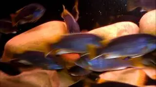 55 Gallon Twilight Aquarium