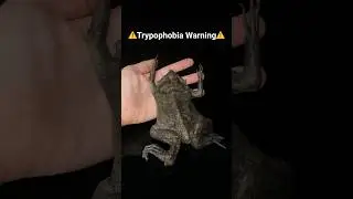 The Most Interesting Toad⁉️Pipa PipaToad (Surinam Toad)