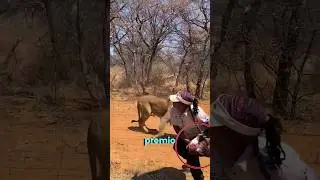 Este león se enoja con su cuidadora 