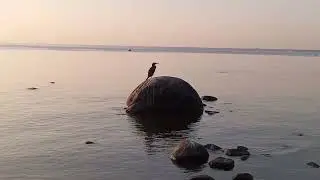 Баклан