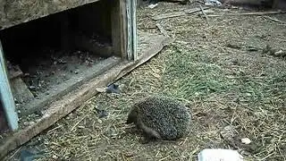 ЕЖИК  ПРИШЕЛ В ГОСТИ 26 ИЮЛЯ 2019
