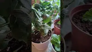 Каланхоэ из листочка.