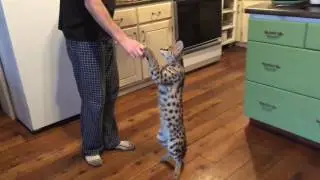 Fera the Serval Eats a Hard Boiled Egg