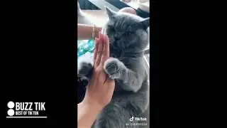 Cute Cute Cat Compilation 1 | Tik Tok | Douyin | Animal Series