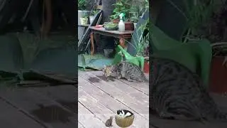 #Масюпень и самая вкусная вода
