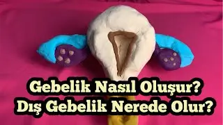🤰🏼Gebelik Nasıl Oluşur? Dış Gebelik Nerede Olur?