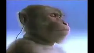 MONKE HEARED THE BEST FONK