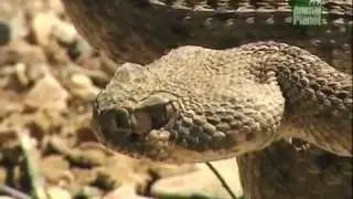 Steve Irwin - Crocodile Hunter - In der Höhle der Klapperschlangen (1/4)