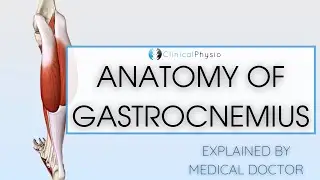 Gastrocnemius Anatomy | Doctor Explains Anatomy of Gastrocnemius Muscle!