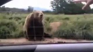 Медведь машет лапой