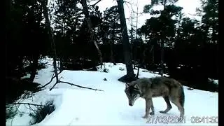 Сам себе нравиться 🐺.