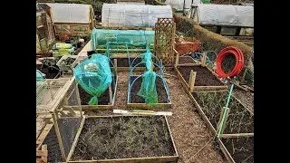 Super Sweetcorn Grow Bed 2021 ~ FREE Scrap Wood Build