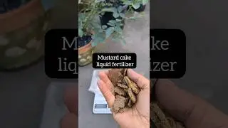How to make Mustard cake liquid fertilizer | Organic fertilizer for Rose plant #shorts