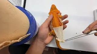 Amazing! My Adorable Bearded Dragon’s Satisfying Shedding Journey.