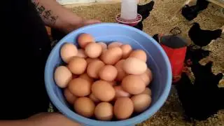 Chicken Egg Collecting