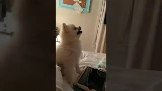Hear the fandoms sing Pomeranian sneezing  Play it with soun