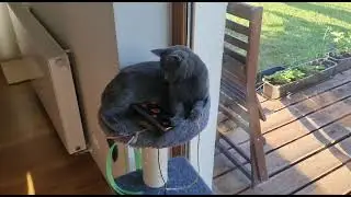 Cat absolutely amazed by baby sensory videos