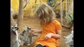 Лемурятник в Лос Кристианос, Тенерифе