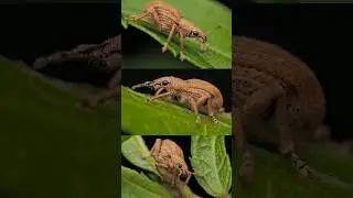 Objek pertama WEEVIL
