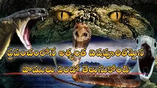 Top 10 dangerous snakes in the world | telugu facts about snakes