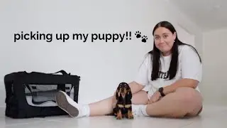 I GOT A PUPPY! preparation and bringing him home 🥺