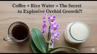 Coffee + Rice Water = The Secret to Explosive Orchid Growth?!