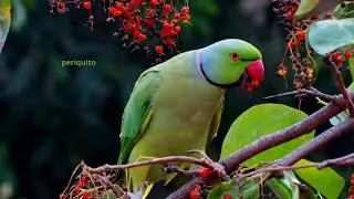 Como ave singela – livre e alegre / Parakeet – Quincas Moreira