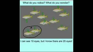 Kindergarten Notice and Wonder with School of Fish