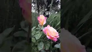 📹 Роза 🌹 роз. (Телефон 📱 качество.)
