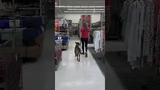 Nikki out for a shopping day #k9protection #dogtraining #workingk9