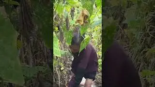 87 Years Old Grandma Harvesting Cucumber #harvesting #farrming