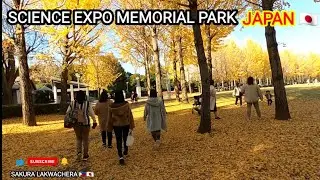 SCIENCE EXPO MEMORIAL PARK || JAPANESE GINKGO TREE || AUTUMN GINKGO TREES 