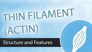 Thin Filaments and Actin Structure