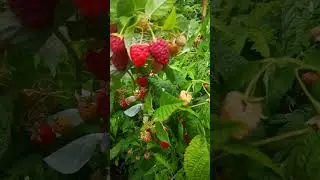 Raspberry МАЛИНА САДОВАЯ  