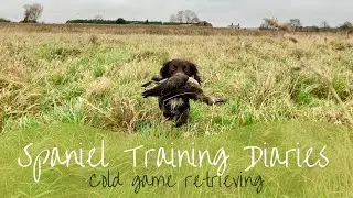 Gundog Training - Basic Cold Game Retrieves