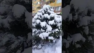 ЁЛОЧКА ПУШИСТАЯ Красавица !!!