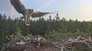 Elder osprey chick take first fish of the day in breakfast | Zivju ērglis | Sept 10, 2024