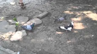 Голубь сука-опасный