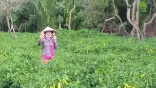 Mo hinh chong Ot sung vang