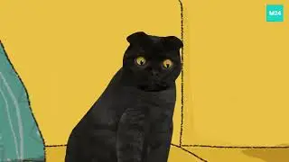 Видеодомофон  | Кот Бублик