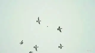 Golden Triple - Shotkam